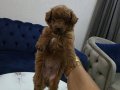 Kore poodle miniğim tuvalet eğitimli 