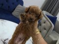 Kore poodle miniğim tuvalet eğitimli 