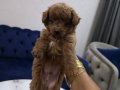 Kore poodle miniğim tuvalet eğitimli 