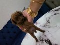 Kore poodle miniğim tuvalet eğitimli 