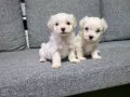 Kore maltese terrier minnaklarım