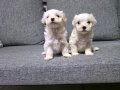 Kore maltese terrier minnaklarım