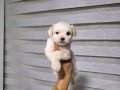 Kore maltese terrier minnaklarım
