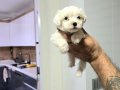 Kore maltese terrier minnaklarım