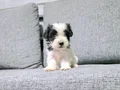 Kore morkie minnaklarım 