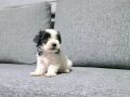 Kore morkie minnaklarım 