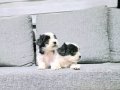 Kore morkie minnaklarım 