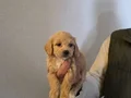 2 aylık teslime hazır minyatür minnaklarım... Tuvalet eğitimli