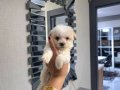Kore maltese terrier minnaklarım 