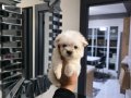 Kore maltese terrier minnaklarım 