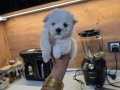 Kore maltese terrier minnaklarım 