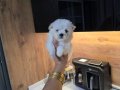 Kore maltese terrier minnaklarım 