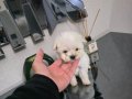 Kore maltese terrier minnaklarım 