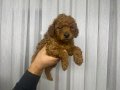 Çok büyümeyen toy poodle minnaklarım 
