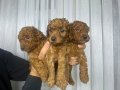 Çok büyümeyen toy poodle minnaklarım 