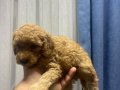 Çok büyümeyen toy poodle minnaklarım 