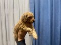 Çok büyümeyen toy poodle minnaklarım 