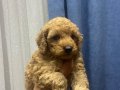 Çok büyümeyen toy poodle minnaklarım 