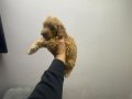Çok büyümeyen toy poodle minnaklarım 