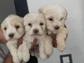 Çok büyümeyen minyatür minnaklarım 