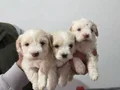 Çok büyümeyen minyatür minnaklarım 