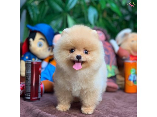 Yavru Patiler Güvencesi İle Pomeranian Boo
