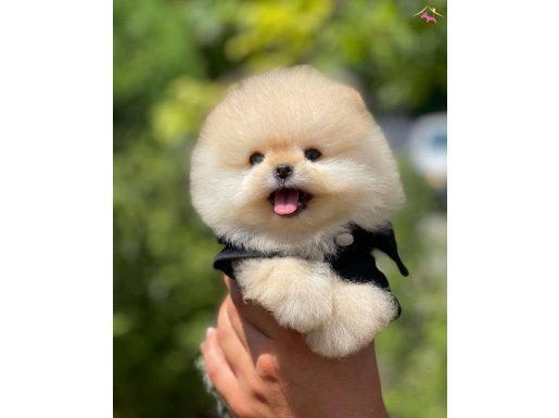 Yavru Patiler Güvencesi ile Pomeranian Boo