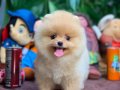 Yavru Patiler Güvencesi İle Pomeranian Boo