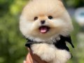 Yavru Patiler Güvencesi ile Pomeranian Boo