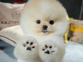 Ayı surat Pomeranian Boo 