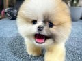Renk Cümbüşü Sevimli Pomeranian Dostunuz