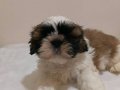 Fci kıf secereli shihtzu yavrular