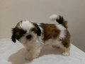 Fci kıf secereli shihtzu yavrular