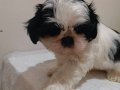 Fci kıf secereli shihtzu yavrular