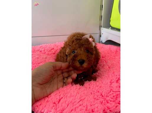 Irk Garantili Wc Eğitimli Mikroçipli Toy Poodle