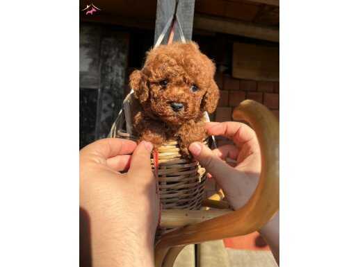 GERÇEK KORE MİCRO POODLE 
