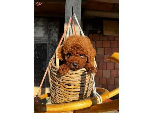 GERÇEK SAFKAN SAĞLIKLI TOY POODLE 