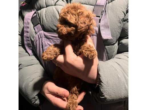 0 BURUN GARANTİLİ TEACUP 