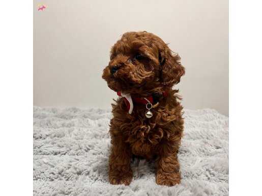 Zero Numbeer Female Korean Poodle