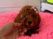 Irk Garantili Wc Eğitimli Mikroçipli Toy Poodle