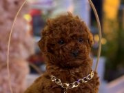 Kusursuz Kore Form Toy Poodle: Sosyal Ortamların Yeni Yıldızı