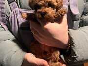 0 BURUN GARANTİLİ TEACUP 