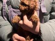 0 BURUN GARANTİLİ TEACUP 