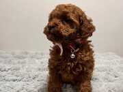 Zero Numbeer Female Korean Poodle