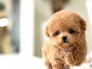 Poodle Kore 