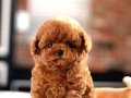 Kore Poodle efsane bebekler