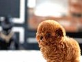 Kore Poodle efsane bebekler