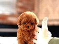 Kore Poodle efsane bebekler