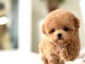 Poodle Kore 