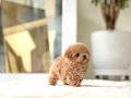 Poodle Kore 